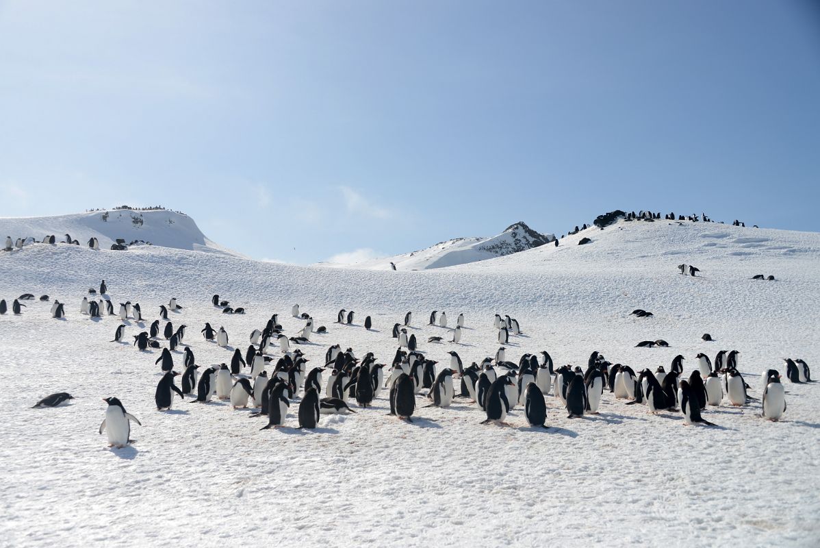 11C Penguins On The Ridges Of Aitcho Barrientos Island In South Shetland Islands On Quark Expeditions Antarctica Cruise